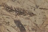 Fossil Plant (Metasequoia, Pinus) Plate - McAbee, BC #248838-1